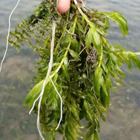 保護(hù)水草