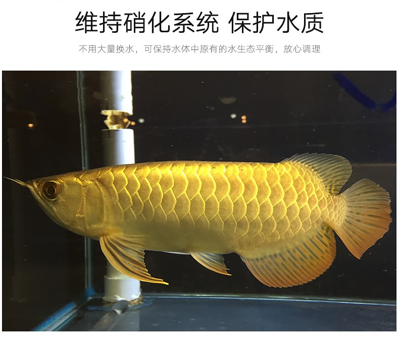 龍魚(yú)專用藥